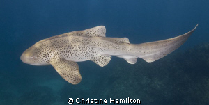 Leopard Shark by Christine Hamilton 